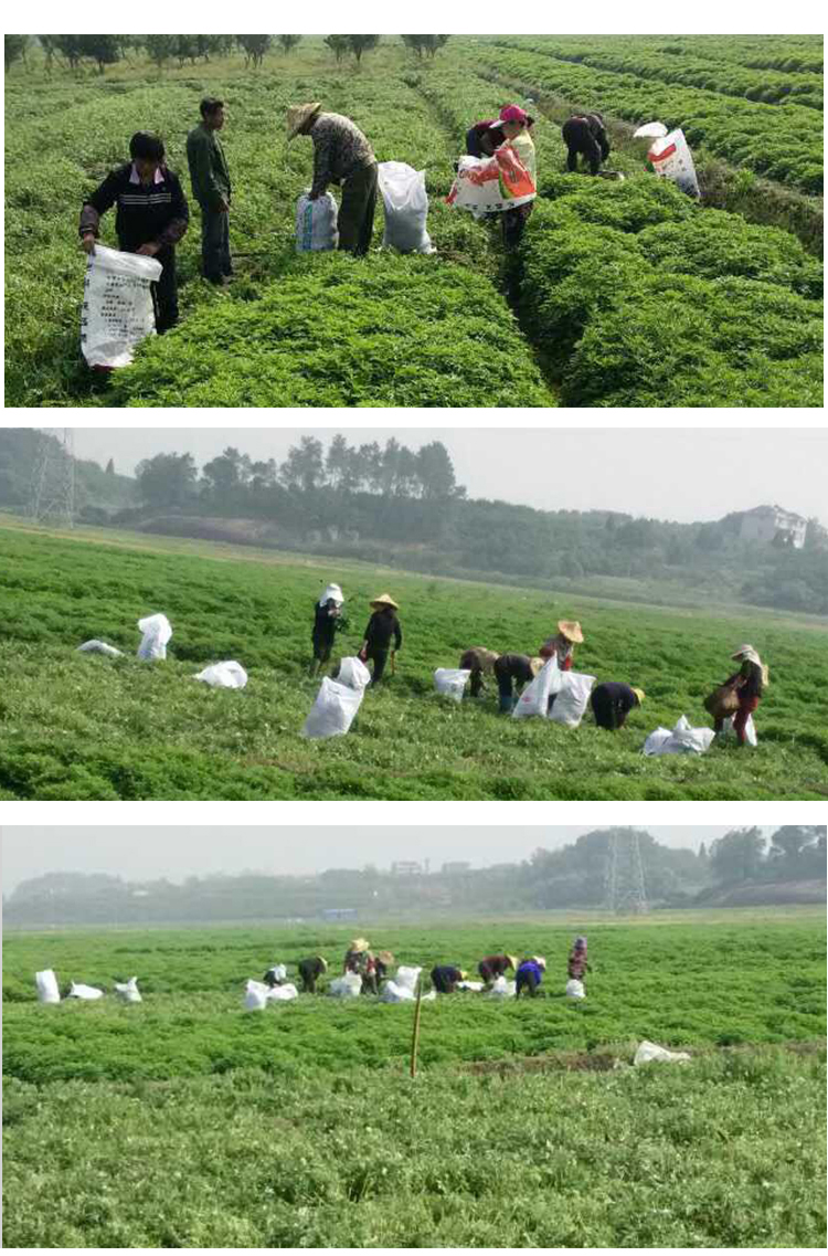 艾草豆腐_03.jpg
