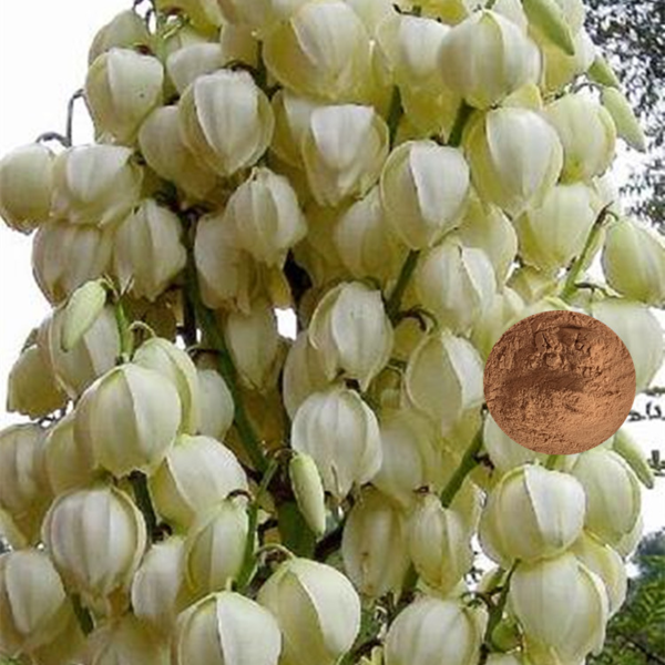 current location home product functional plant extract yucca